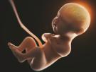 La flora intestinal materna influye en el desarrollo del cerebro fetal