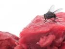 Las moscas transportan muchas más bacterias y enfermedades de las que se creía