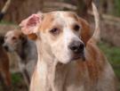 40 perros de caza aparecen envenenados en Guadalajara