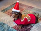 Por qué no siempre es buena idea disfrazar a tu mascota en Navidad