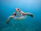 Estas son las cuatro especies de tortugas carnívoras que puedes encontrarte en España