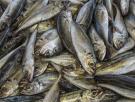 Estos son los beneficios del delicioso y peligroso pescado de los 'pobres'