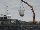 El secreto detrás de la industria de la piscicultura en Escocia: el sufrimiento de salmones y truchas