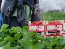¿Qué hay detrás del boicot alemán a las fresas de Huelva?