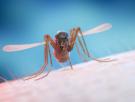 Estas son las razones por las que los mosquitos pican a unas personas y a otras no