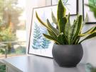 Cinco plantas que absorben el calor y refrescan tu casa