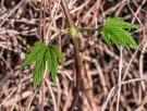 Crecen en los jardines y bosques en octubre y los pisamos sin saber que cuestan 1.000 euros el kilo