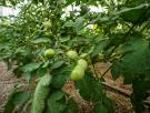 Un jardinero revela el ingrediente común necesitan tus tomates para crecer bien regordetes y jugosos