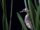 El caballito de mar español desaparece por completo de su hábitat ideal