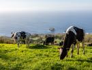Sorprende el pequeño pueblo en el que las vacas superan en número a los humanos