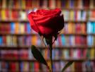 El auténtico origen de Sant Jordi: las dos leyendas detrás de la rosa y el libro