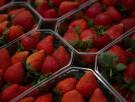 El mejor fertilizante para las fresas es algo que tiras a la basura cada día