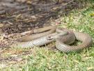 Los tres detalles insalvables para reconocer una serpiente venenosa en España