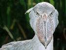 Así es el pájaro depredador que come cocodrilos, mata a sus hermanos y mide casi como un ser humano