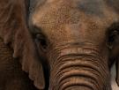 Un parque español rompe la estadísticas con la reproducción de elefantes