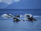 Avalancha de ataques de orcas en la costa española