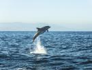 La escapada ideal de verano con niños: el tour de Cádiz para ver delfines y ballenas