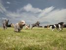 Se impone la moda de dar helados a los perros para combatir el calor