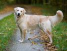 El perro entrenador que hace terapia a los gimnastas de EEUU en las pistas de competición en los JJOO de París