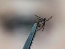 Éstos son los depredadores que debes atraer a tu jardín para que acaben con las garrapatas por ti