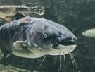 El pez monstruoso que dominará los ríos de España