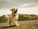 La playa de arena dorada de Córdoba donde tu perro puede pegarse un chapuzón