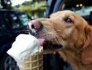 Un experto aclara si es perjudicial dar helados a los perros