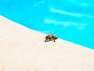 El trucazo para ahuyentar a la plaga voladora que cada verano invade las piscinas