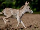 Nace uno de los animales más raros del mundo y graban sus primeros pasos