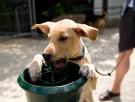 Una veterinaria advierte del riesgo de dejar que tu perro beba agua de fuentes públicas