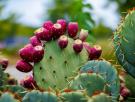 España asombra al mundo con una variedad de fruta que espanta a la plaga más temida