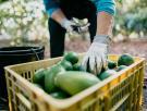 Una técnica nutricionista te enseña a introducir el aguacate en tu dieta sin miedo a las grasas