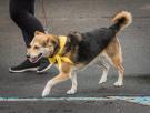 Los perros en Dinamarca comienzan a aparecer con lazos amarillos: su significado clave y quizá llegue a España