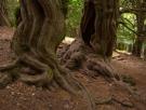 La ruta de senderismo más mágica de España te lleva por un bosque milenario de otoño eterno