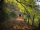 El bosque de Málaga con un gran encanto natural en otoño