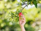 Si podas estos tres árboles frutales antes del invierno tendrás un antiplagas y una gran cosecha