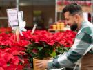 Las tres claves a seguir para cuidar la flor de pascua antes y después de Navidad