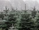 Este parque de Castellón se convierte en un bosque encantado en Navidad