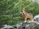 Ataque sin precedentes al lobo español