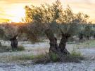 La mayor concentración de olivos milenarios del mundo se encuentra en este pueblito de Tarragona