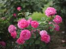 Muchos que viajan a Japón se paran en el precioso jardín donde puedes navegar entre rosas