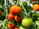 El pueblito de Extremadura considerado la capital europea del tomate que te da la bienvenida con uno gigante pinchado en un palo