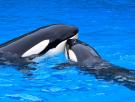Los internautas escogen el nombre de la nueva orca de Loro Parque y rinde un gran tributo a este precioso espacio natural de Tenerife