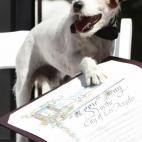 Uggie deja su marca en el diploma que atestigua que es uno de los canes más famosos del cine