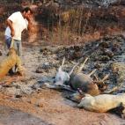 Quinientas ovejas de un rebaño de Viure han muerto víctimas del incendio declarado ayer en La Jonquera
