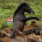 Un grupo de caballos, durante la Rapa das bestas