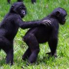 Los bonobos han sido parte de la actualidad informativa de la semana porque su genoma ha sido secuenciado. Son animales pacíficos y con alto índice de actividad sexual. Estos dos viven en el parque 'Lola ya bonobo' de Kinshasa. |  I. Sanogo (Afp)