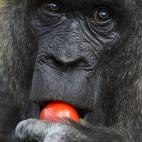 Un gorila comiendo un tomate en el Zoologischer Garten zoo de Berlin.  | J. Macdougall (AFP)