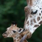 Mamá jirafa lame a la recién nacida en el zoo de Hanover (Alemania). Nació el 5 de junio y ya pesa unos 100 kilos y mide dos metros de altura. | Afp