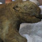 Son los restos mejor preservados de un bebé mamut llamado Lyuba. Fotografiado en Hong Kong. | A. Tamuen (Afp)